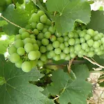 Domaine De L'aumone * Agde