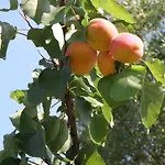 Διαμέρισμα Domaine De L'aumone Agde
