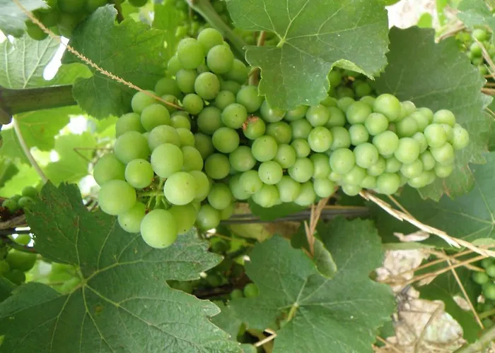 Domaine De L'aumone * Агд