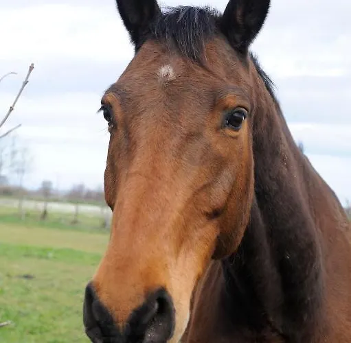 Domaine De L'aumone Апартаменти *