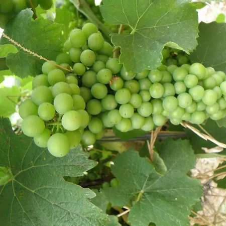 Domaine De L'aumone * Agde