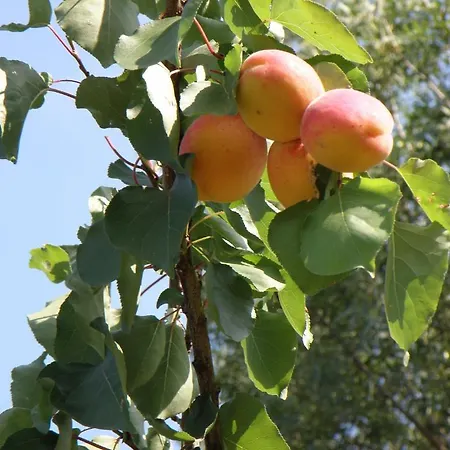 Apartament Domaine De L'aumone Agde